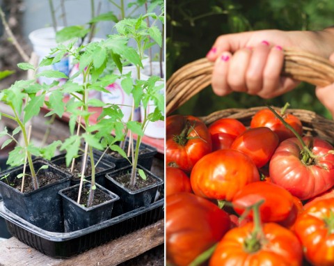 Uprawa pomidorów – od siewu po sadzenie w ogrodzie. Trzymaj się tych zasad