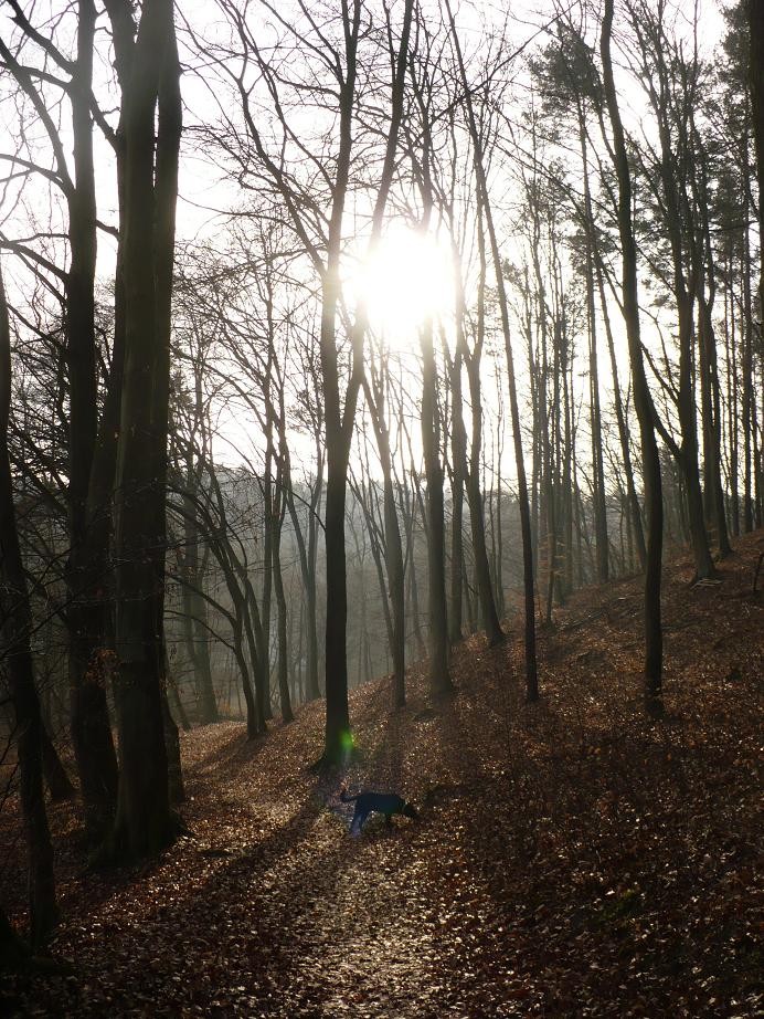 Pozostałe, Wiosenne dekoracje.............. - ..................i las....................