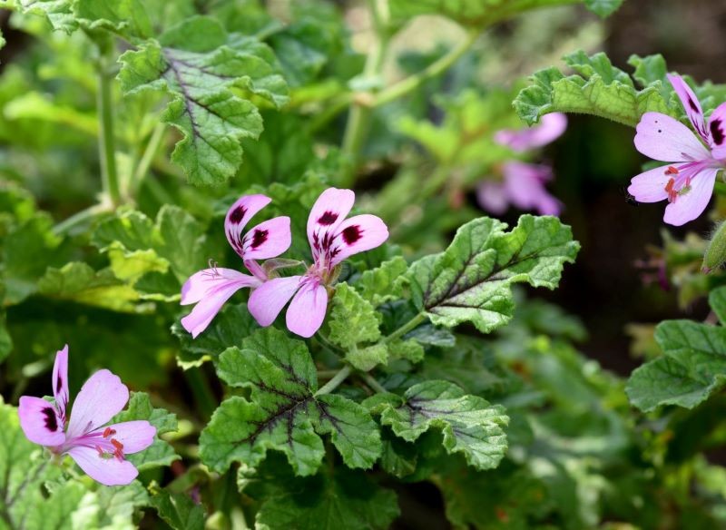 pelargonia