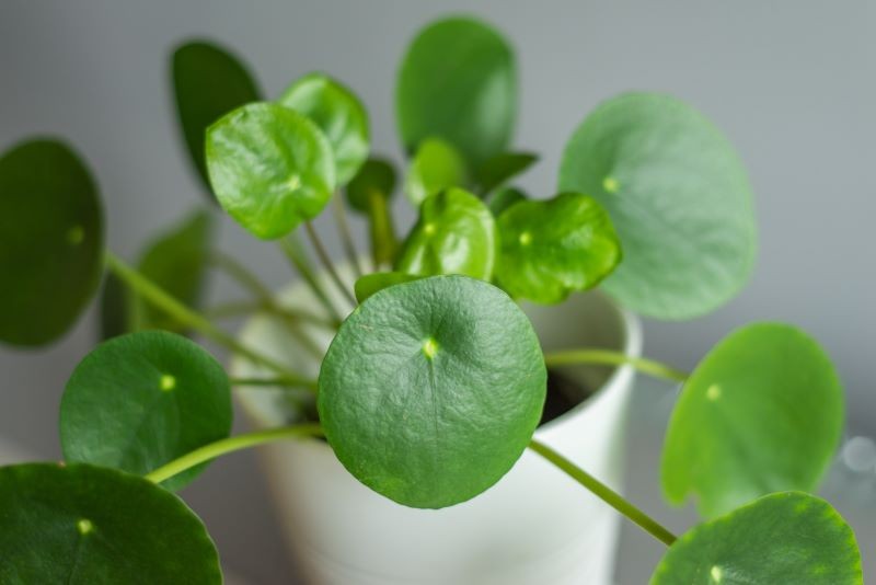 Brak nawożenia jest częstym powodem, dlaczego pieniążek gubi liście i przestaje rosnąć.