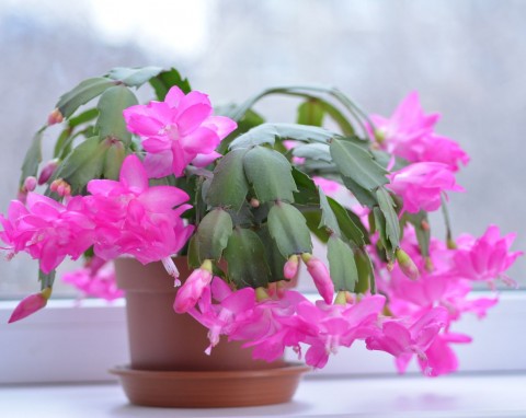 Dlaczego liście grudnika więdną i gniją? Zastosuj szybką kurację, znów się zazieleni i wypuści pąki