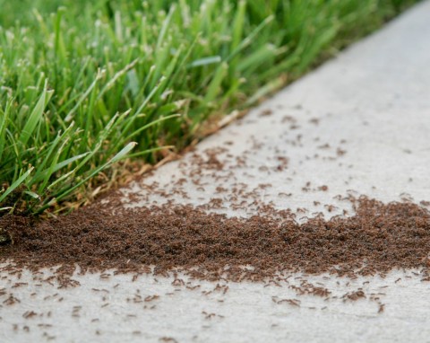 Mrówki na trawniku – szkodniki czy sprzymierzeńcy? Amerykańscy ogrodnicy mają na nie ciekawy patent