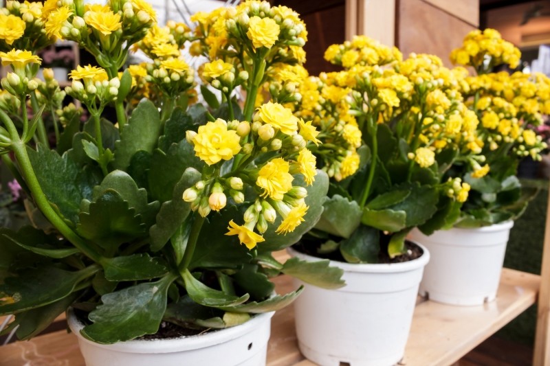 kalanchoe Blossfelda