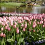 Pozostałe, Keukenhof