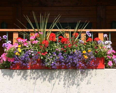 Najlepsze rośliny na balkon na każdą porę roku
