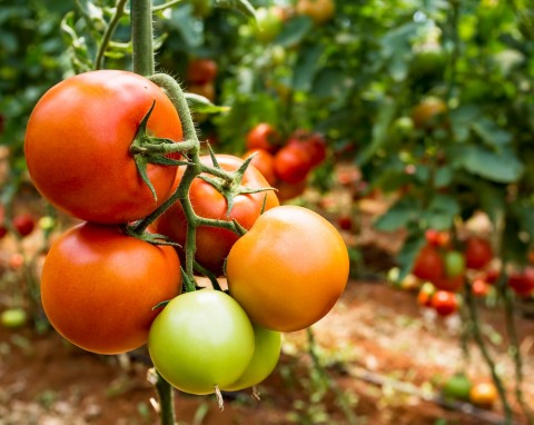 Ściółkowanie pomidorów ekologiczną tekturą. Jak to robić i czy przynosi to efekty?