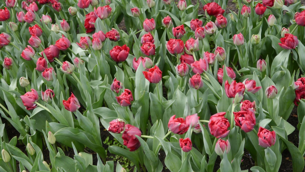 Pozostałe, Keukenhof