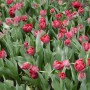 Pozostałe, Keukenhof