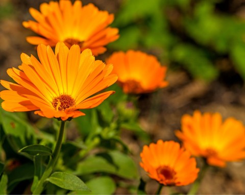 Nagietek lekarski (Calendula officinalis)