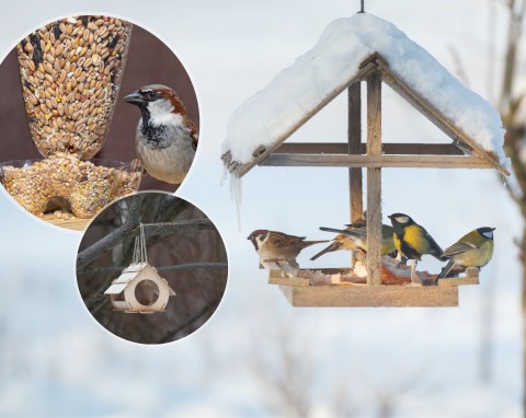 Jak zrobić karmnik dla ptaków? Trzy tanie i szybkie sposoby na wykonie karmnika