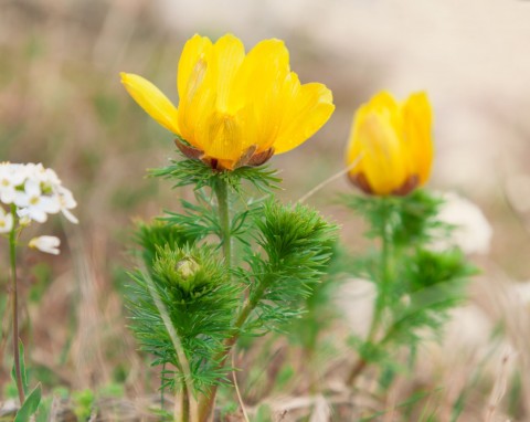 Miłek wiosenny (Adonis vernalis)