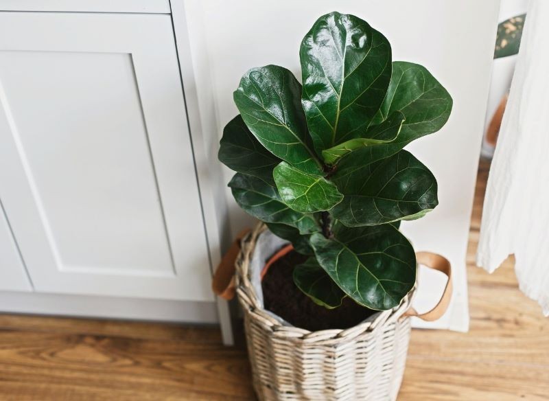 Ozdobą figowca dębolistnego są duże liście.