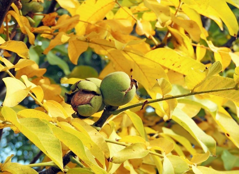 Liście orzecha włoskiego jesienią stanowią dla ogrodników większy problem niż te, które pochodzą z innych drzew