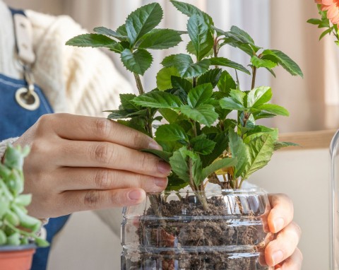 Zimowy siew w butelkach. Kompletny przewodnik dla początkujących