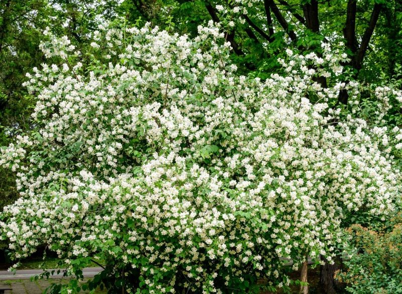 Jaśminowiec może osiągnąć nawet 3 m wysokości.