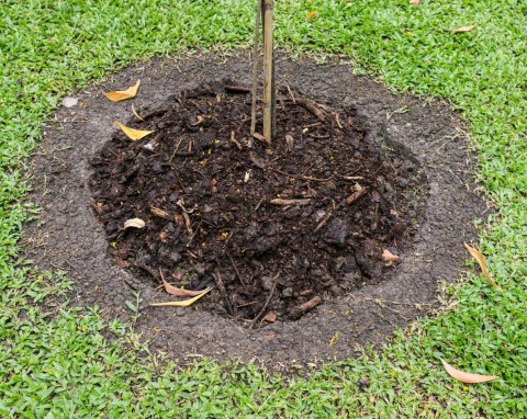 W listopadzie jeszcze możesz posadzić te krzewy i byliny. Chłodne dni nie są dla nich problemem