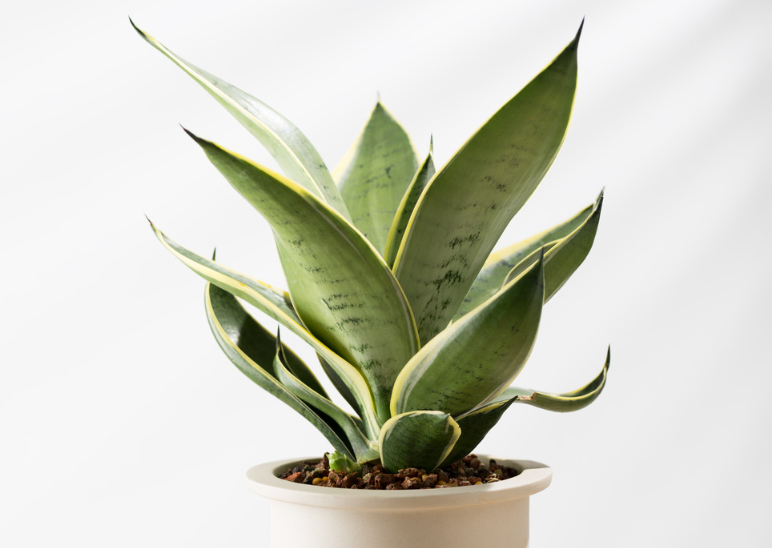 sansevieria