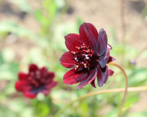 Rośliny, które pachną jak słodycze. Warto mieć w ogrodzie, bo zachwycają nie tylko urodą