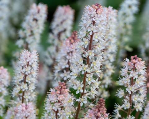 Okrywowa bylina do cienia i wilgotnej gleby. Tiarella – uprawa, pielęgnacja, najpiękniejsze odmiany