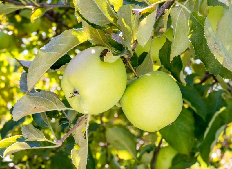 jak wybrać odpowiednią jabłoń
