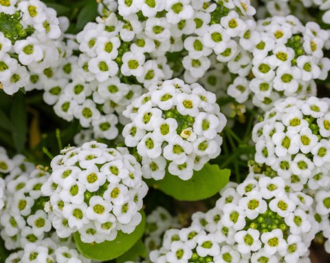 Smagliczka nadmorska (Lobularia maritima)