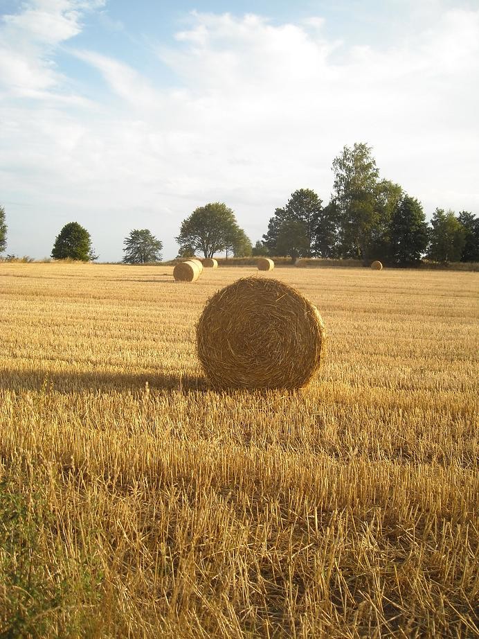 Rośliny, Esencja lata.................. - Lato trwa....................gorące ...............prawie tropikalne...............ale widać już pierwsze oznaki jesieni....................Dolina Mimozy znów rozkwitła .................w dzisiejszej galerii ................kwiaty lata ............i ulubione datury..................w końcu zakwitły ...............oraz letnie haftowanki .........zapraszam :)