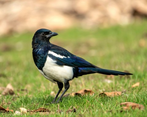 Masz srokę w ogrodzie? Uważaj, wypłoszy inne ptaki. Znam prosty sposób, by ją zniechęcić do przylatywania