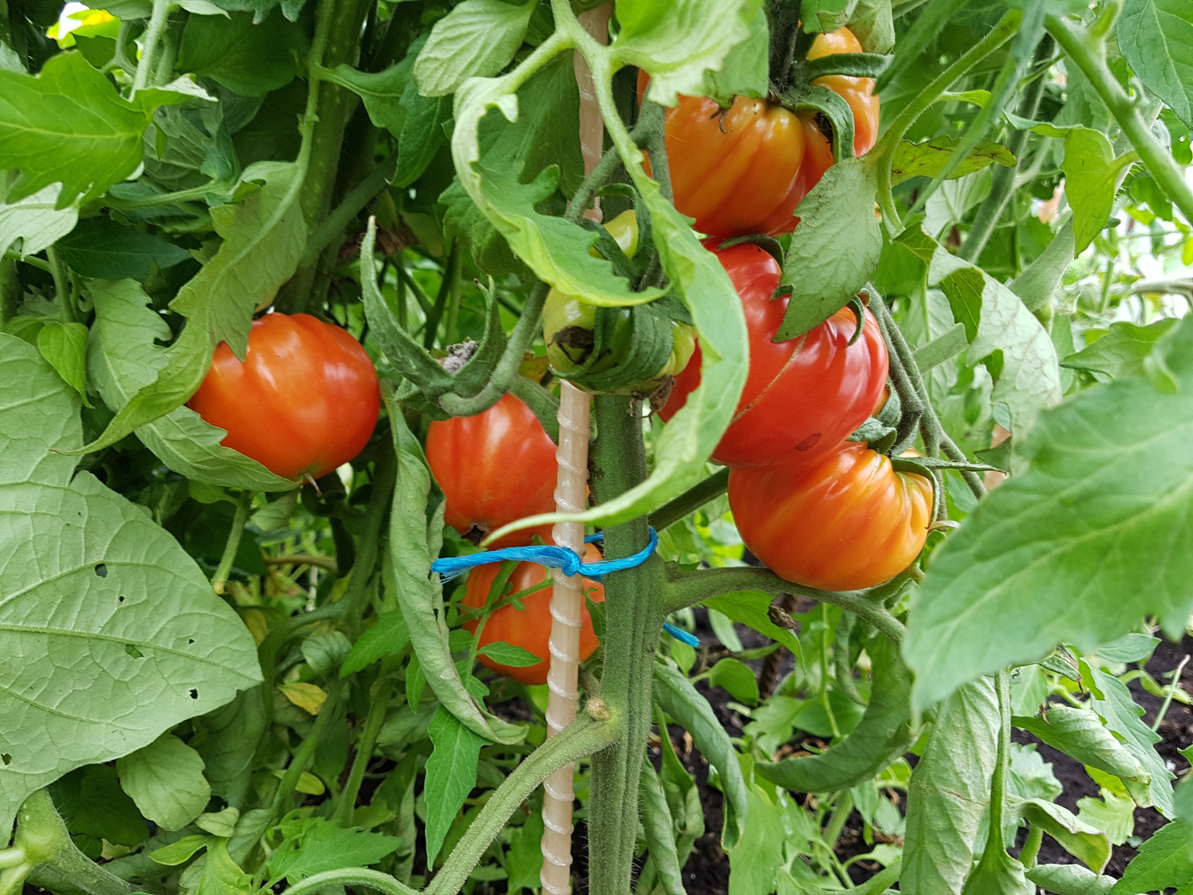  Genialny sposób na podparcie pomidorów i papryki. Żaden pęd nie pójdzie na zmarnowanie