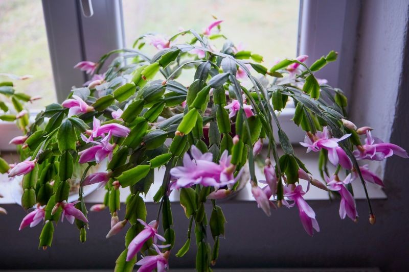 Starsze grudniki trzeba przesadzać co 3-4 lata, by utrzymały zdrowie i obficie kwitły.