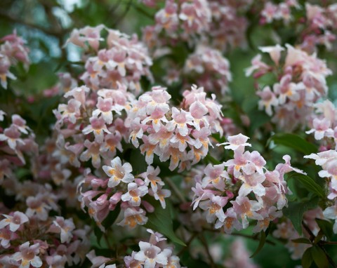 Abelia wielkokwiatowa (Linnaea × grandiflora)