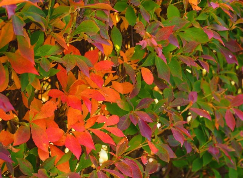 Jesienią liście enkiantu zmieniają kolor.