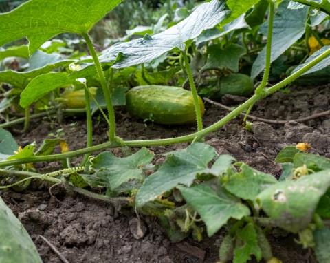 Ogórki padają i więdną jeden za drugim? To może być fuzarioza. Naturalne opryski pomogą uratować plon