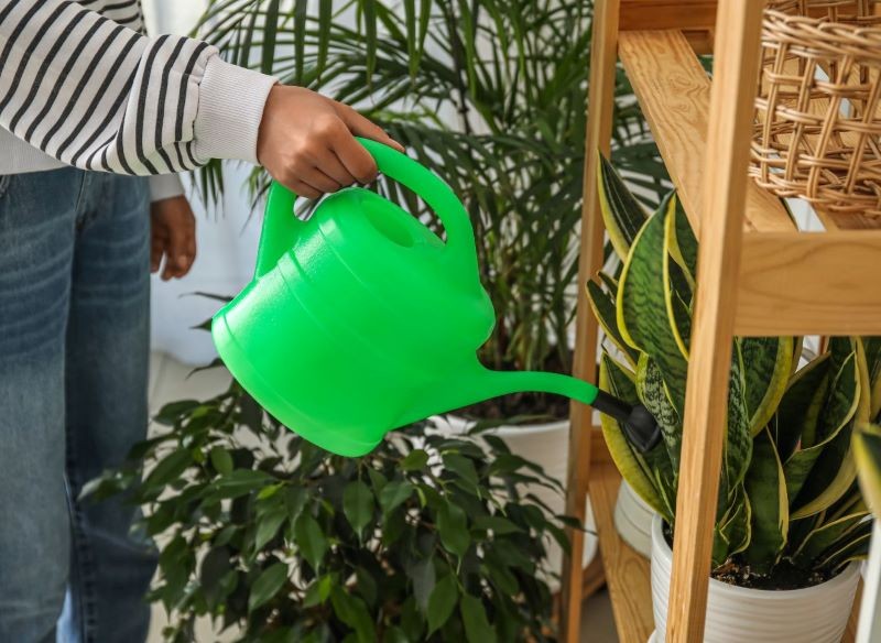 Niewłaściwe podlewanie to częsty błąd w uprawie sansewierii.