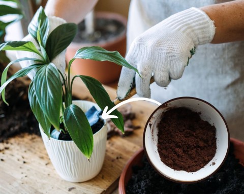 Nie wyrzucaj fusów z kawy. Wrzuć je do kompostu i zrób odżywczy nawóz do kwiatów