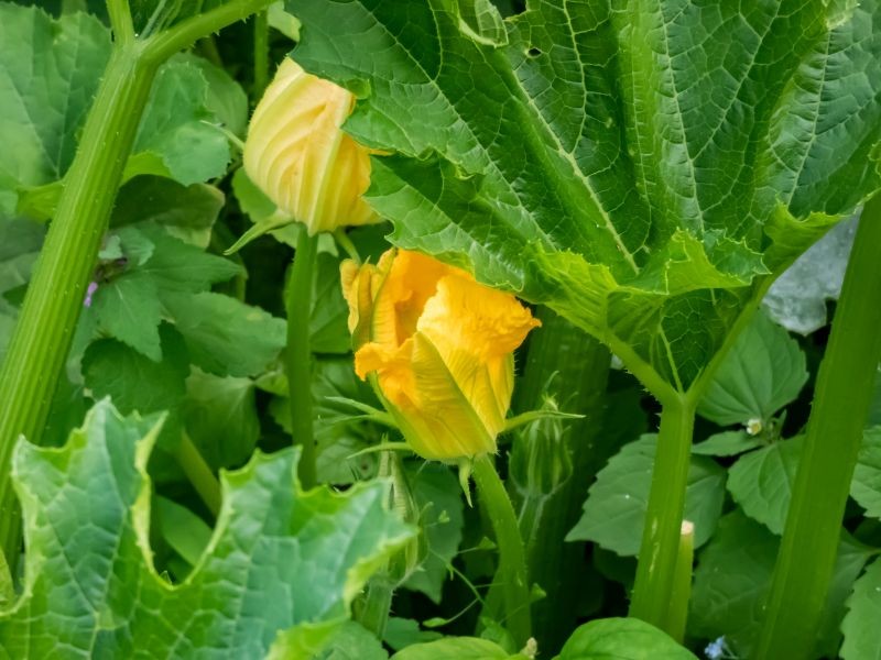 Problem z zapyleniem jest jedną z przyczyn braku owoców u cukinii.