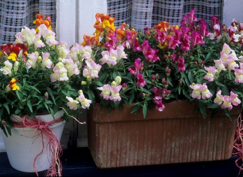 Lwie paszcze kojarzone są z babcinym ogródkiem.