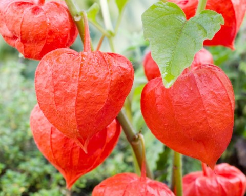 Miechunka rozdęta (Physalis alkekengi)