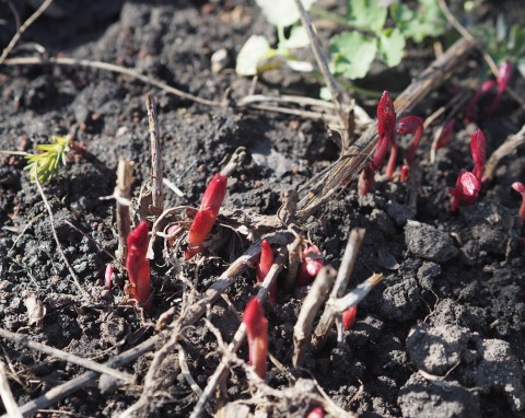 Zabezpieczenie piwonii przed mrozami. Ważne wskazówki, by bujnie zakwitły wiosną