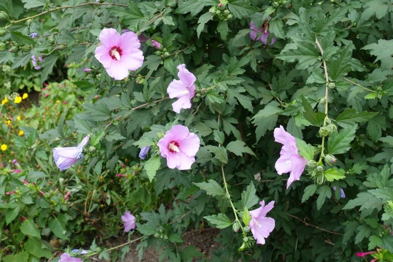 Jeśli ketmia syryjska kwitnie coraz gorzej, zimą lub wiosną warto ją przyciąć.