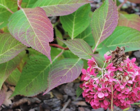 Zimowanie hortensji w doniczkach. Roślina przetrwa nawet duże mrozy na zewnątrz
