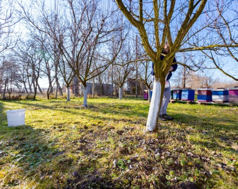 Spulchnia glebę i wzbogaca ją w żelazo. W listopadzie rozsyp w ogrodzie i dobrze przemieszaj