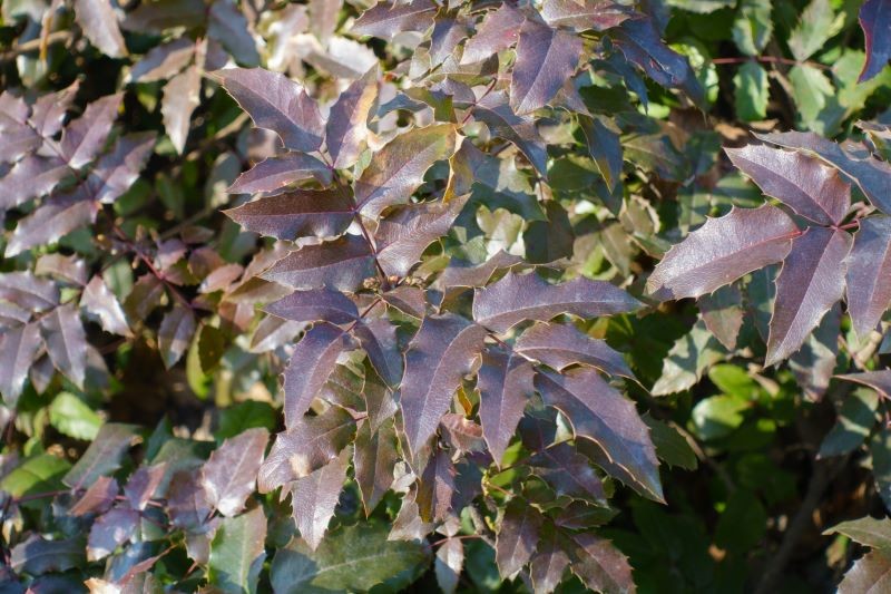 Jesienią liście mahonii się przebarwiają.