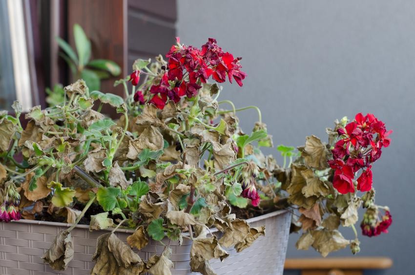 choroby pelargonii