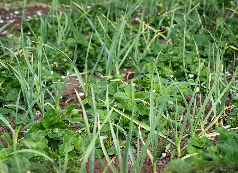 Czosnek warto posadzić wzdłuż rzędów truskawek.
