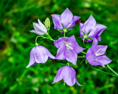 Dzwonek brzoskwiniolistny (Campanula persicifolia)