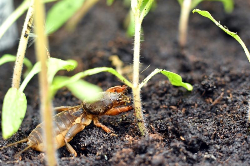 W twoim ogrodzie pojawił się turkuć podjadek? Przygotuj się na nierówną walkę.