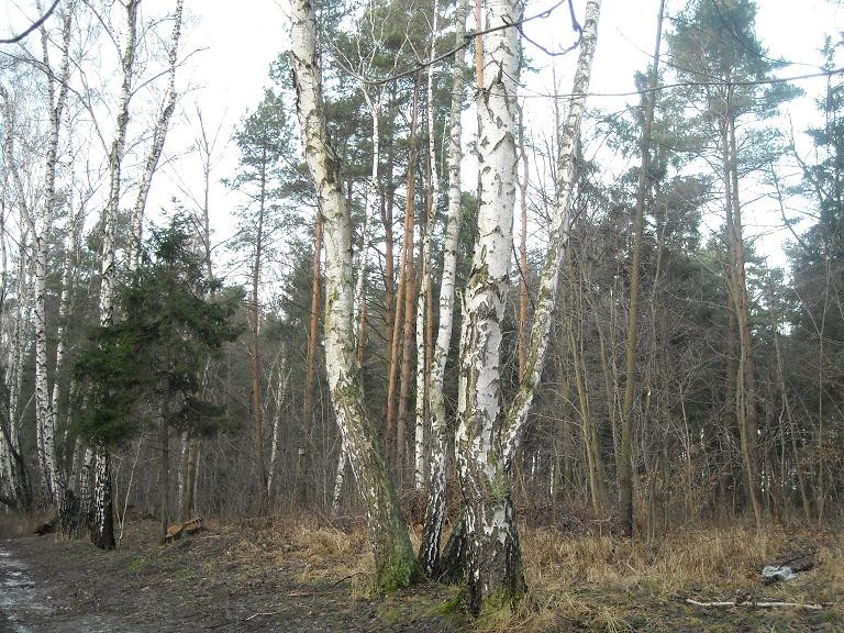 Pozostałe, Zapraszam na  spacer .......z Noworocznymi Życzeniami........