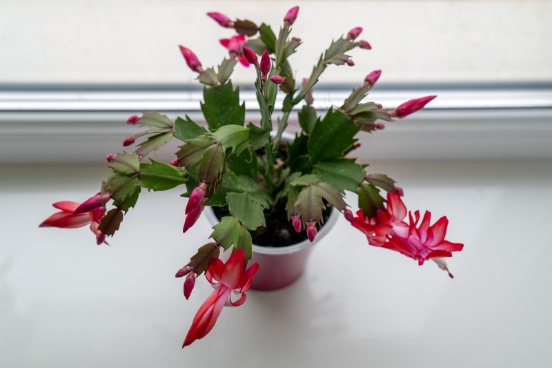 jak dbać o grudnik zimą