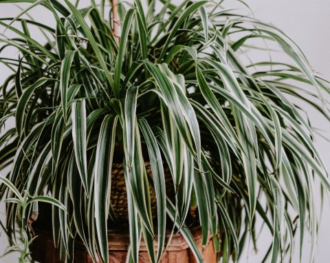 Pielęgnacja zielistki zimą – 5 wskazówek. Wypuści dużo nowych liści, a na wiosnę nawet zakwitnie