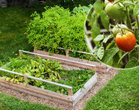 Warzywniak w skrzyniach. Jak założyć i jakie warzywa można w nim uprawiać?